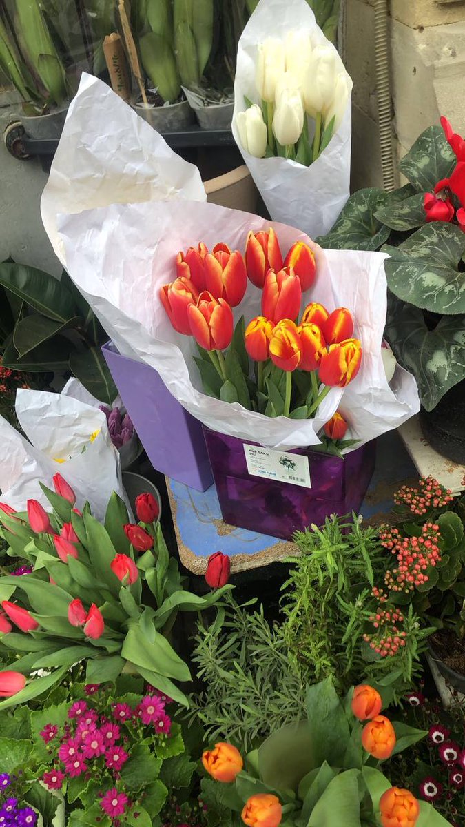 Tülpan&gt;🫠❤️