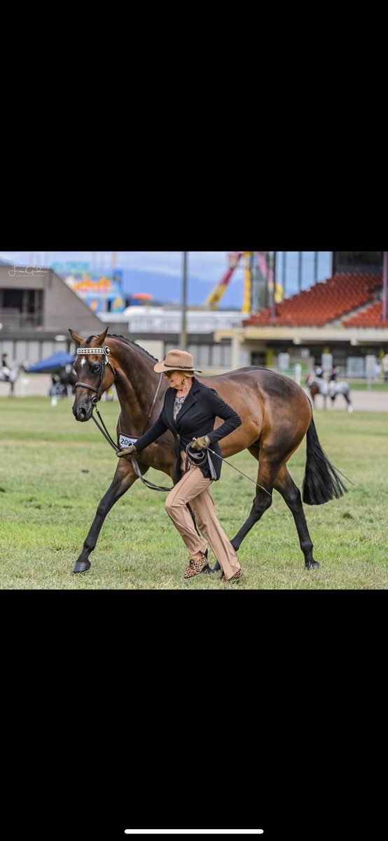 ⁦@racing_nsw⁩ ⁦@P_L_Looker⁩ Another Sin #lifeafterracing