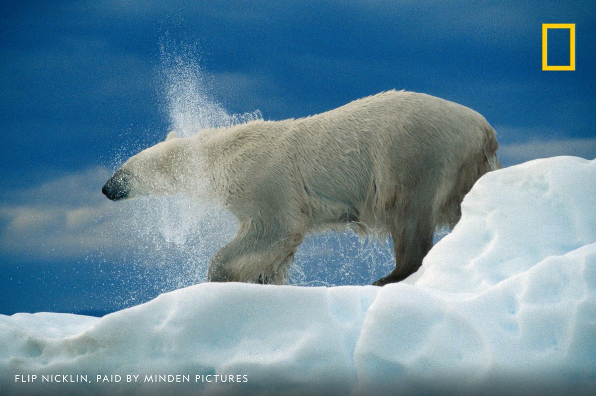 A polar bear shakes off after a swim in Canada's Wager Bay. #InternationalPolarBearDay