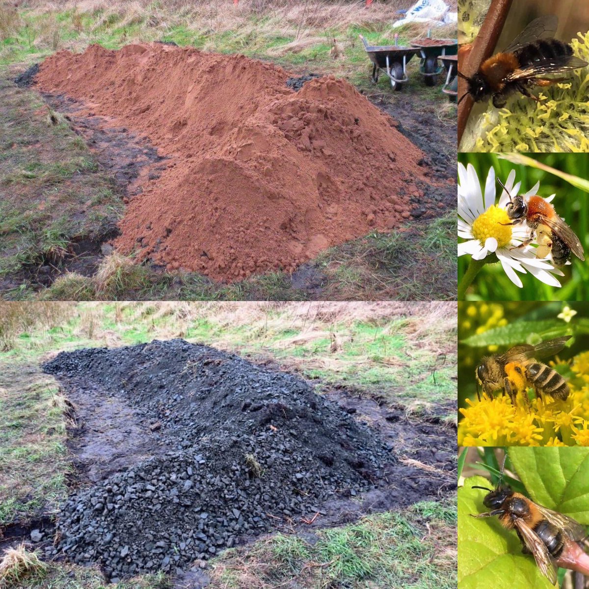 Come help us create a bee bank for ground-nesting solitary bees. Yorkhill Park, Sunday 5th March 2023 at 1pm. We’ll be moving lots of sand, so plenty of help required! We’ll also be creating log piles🪵for wildlife. All tools supplied &amp; everyone welcome! ☀️🏖️🐝🌼#biodiversity 💚