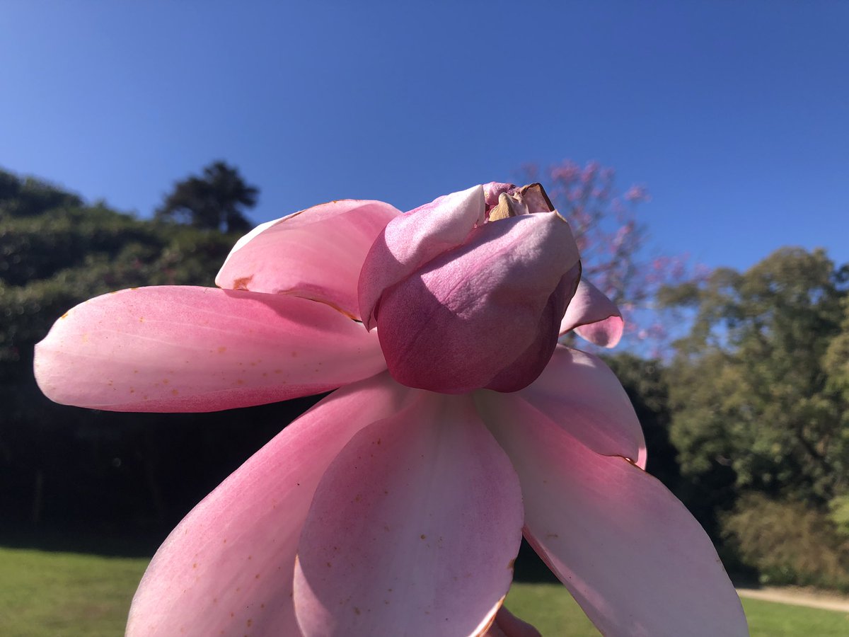 tamsinmelville's tweet photo. A day of beautiful magnolias and a Cornish “early Spring” symbolised with the #ComingHomeTrees bathed in pink @HeliganGardens @BBCSpotlight @BBCCornwall https://t.co/PJop9cKq84