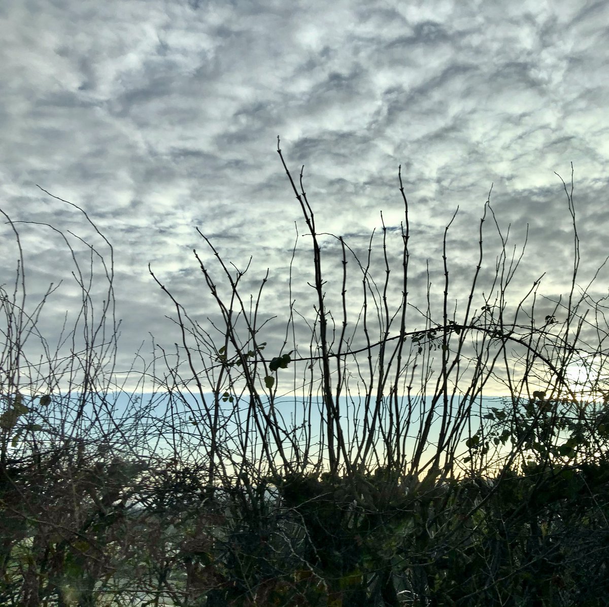 jillreidy's tweet photo. @365_in_2023 #365in2023 #365in2023dailyprompt #longus Sea and Sky Through the Long Grass https://t.co/hTQx8C2EJJ