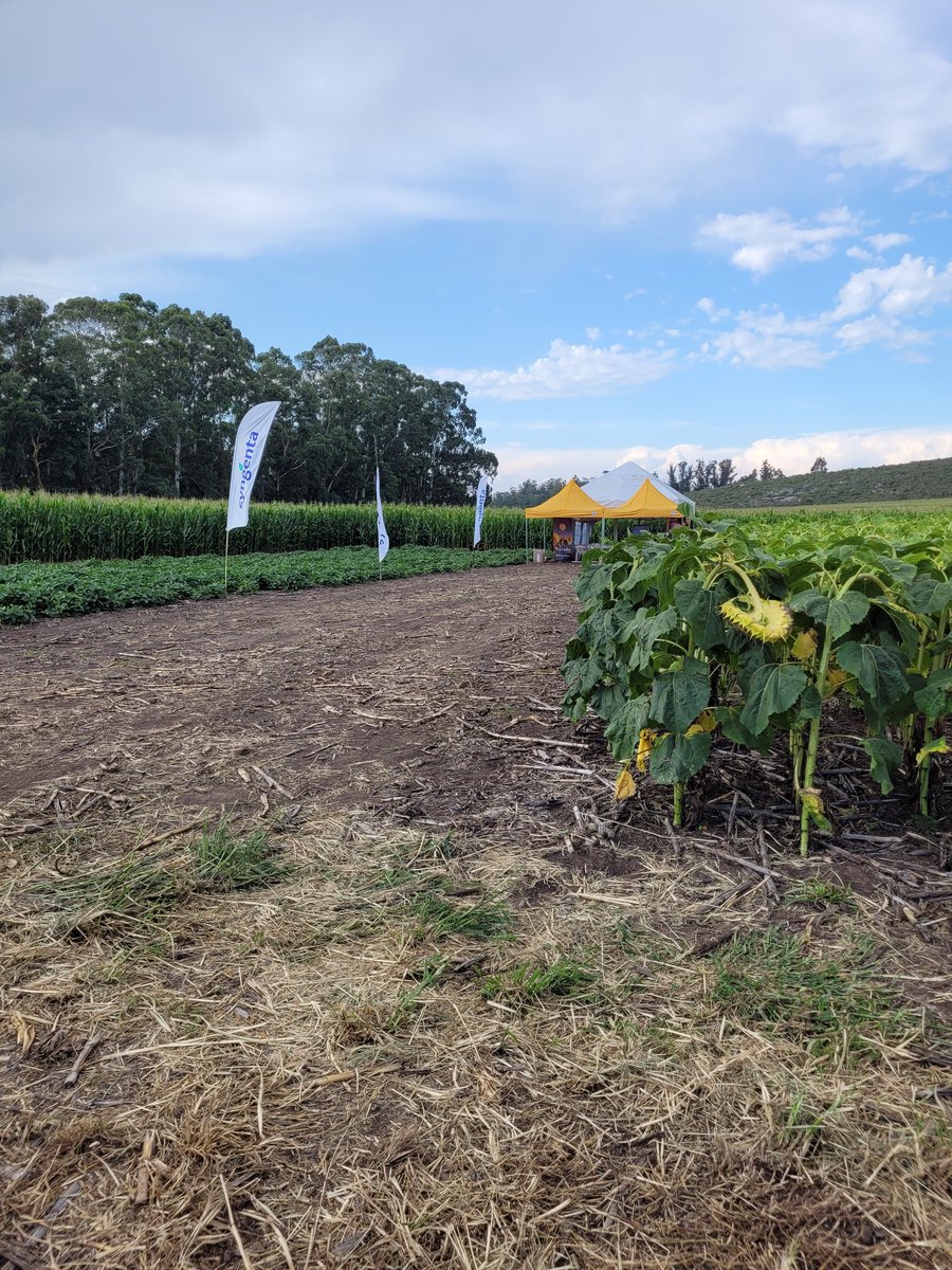 JonatanMauro1's tweet photo. #Campolider  @agroelclavijero Cerramos la semana con una gran jornada, con todas las novedades de #Maiz #Girasol y un plus de #SIEMBRA precisa de la mano de @SantiagoTourn 
#MiravisDuo #FestioDuo #BorjaPack #AcuronPack 
#Protecciondecultivos
@Syngenta_ar https://t.co/MgigU8qj3n