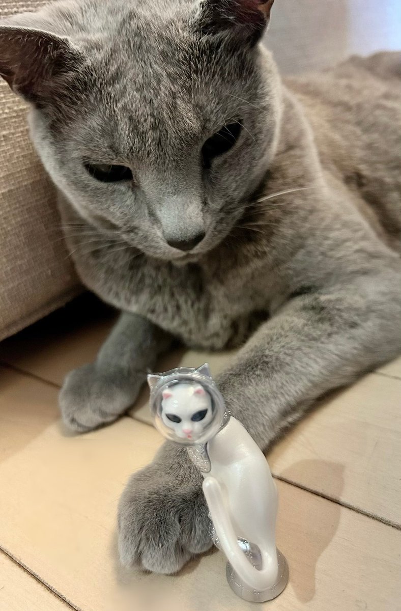 wyidaki's tweet photo. 似てる🐈‍⬛😄#ヤノベケンジ　#シップスキャット https://t.co/3LS4IrNKBX
