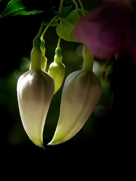 rosingleton39's tweet image. New artwork for sale! - "Backlighted Fuchia Buds" - fineartamerica.com/featured/backl… @fineartamerica