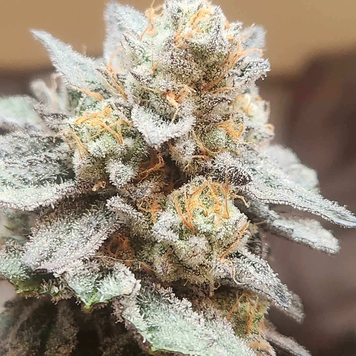 47th_Parallel_'s tweet image. Buddy's Breath F2 bred and grown by us! What an absolute frost monster. This pheno smells like ACTUAL jet fuel. It stings the nose, incredibly volatile. 

#Mmemberville #420Life #420community #Marijuana #CannabisCommunity #CannabisCulture #Frosty #47thparallel