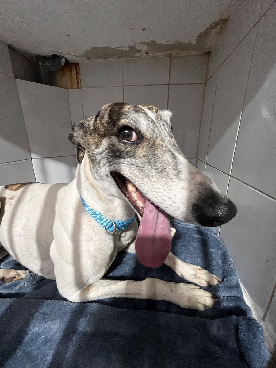carolinapinoc's tweet photo. Hola! Galguita Venus rescatada herida x miserables, ya en recuperación, solo pide una segunda oportunidad para ser feliz, una verdadera familia! Es una dulzura!!  (Le falta un ojito q perdió x golpe presumiblemente) Stgo. Whatsaap +56 9 3627 1452 RT xfa https://t.co/s4pxUpUZyL