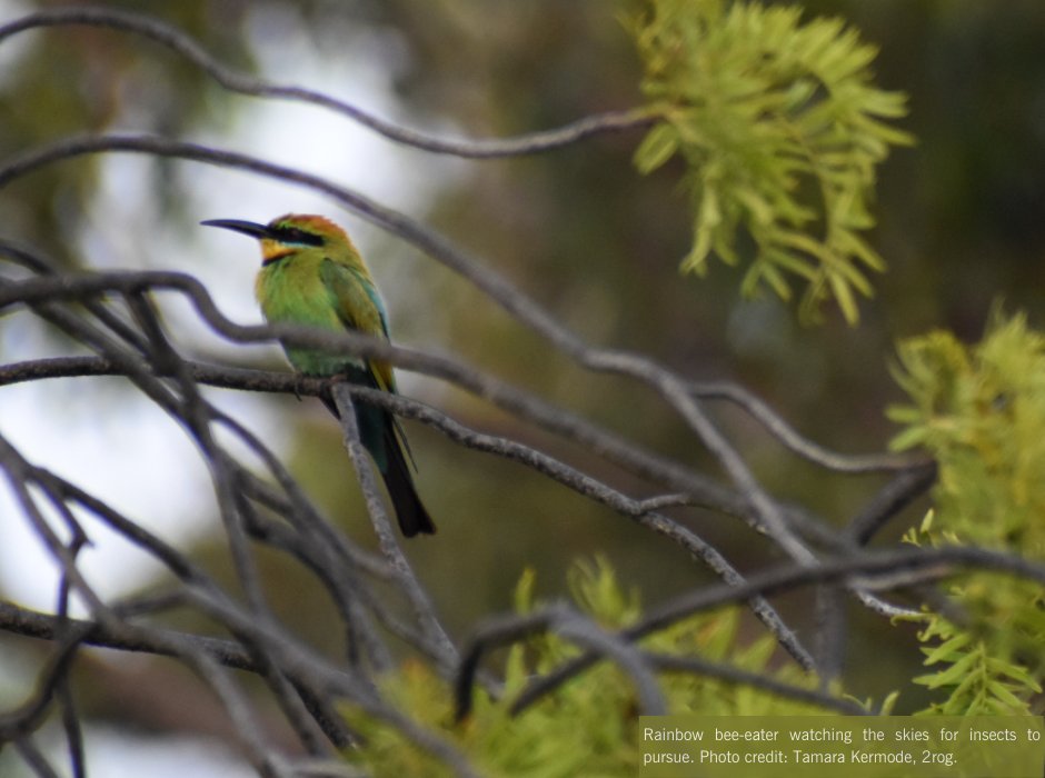 The rainbow bee-eater (Merops ornatus) is classified as a significant migratory land bird species in the Flow-MER program. It is one of the bird species that is recorded at Toorale National Park and the Warrego Western Floodplain.

For the full article: tinyurl.com/2b77meau