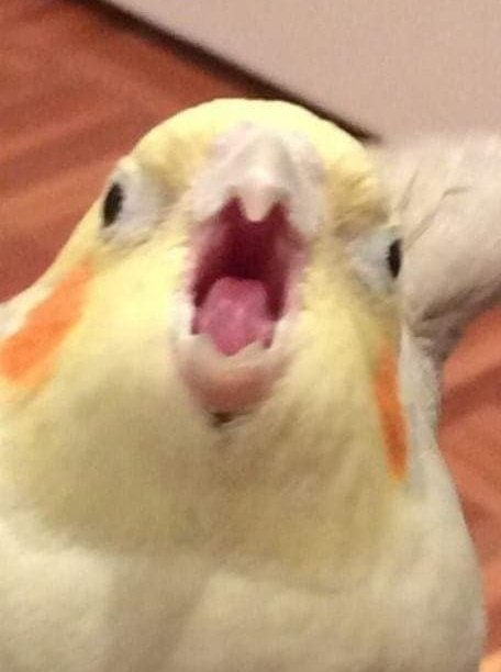Eu quando meu irmão de santo vai incorporar: 
LAAAAAAAAAAAAAAAAAAAARRRRRRRROOOOOOOOOOOYEEEEEEEEEEEEEEEÊ