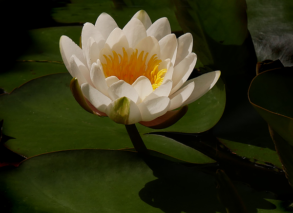 rosingleton39's tweet image. New artwork for sale! - "Backlighted White Lily with Shadow" - fineartamerica.com/featured/backl… @fineartamerica
