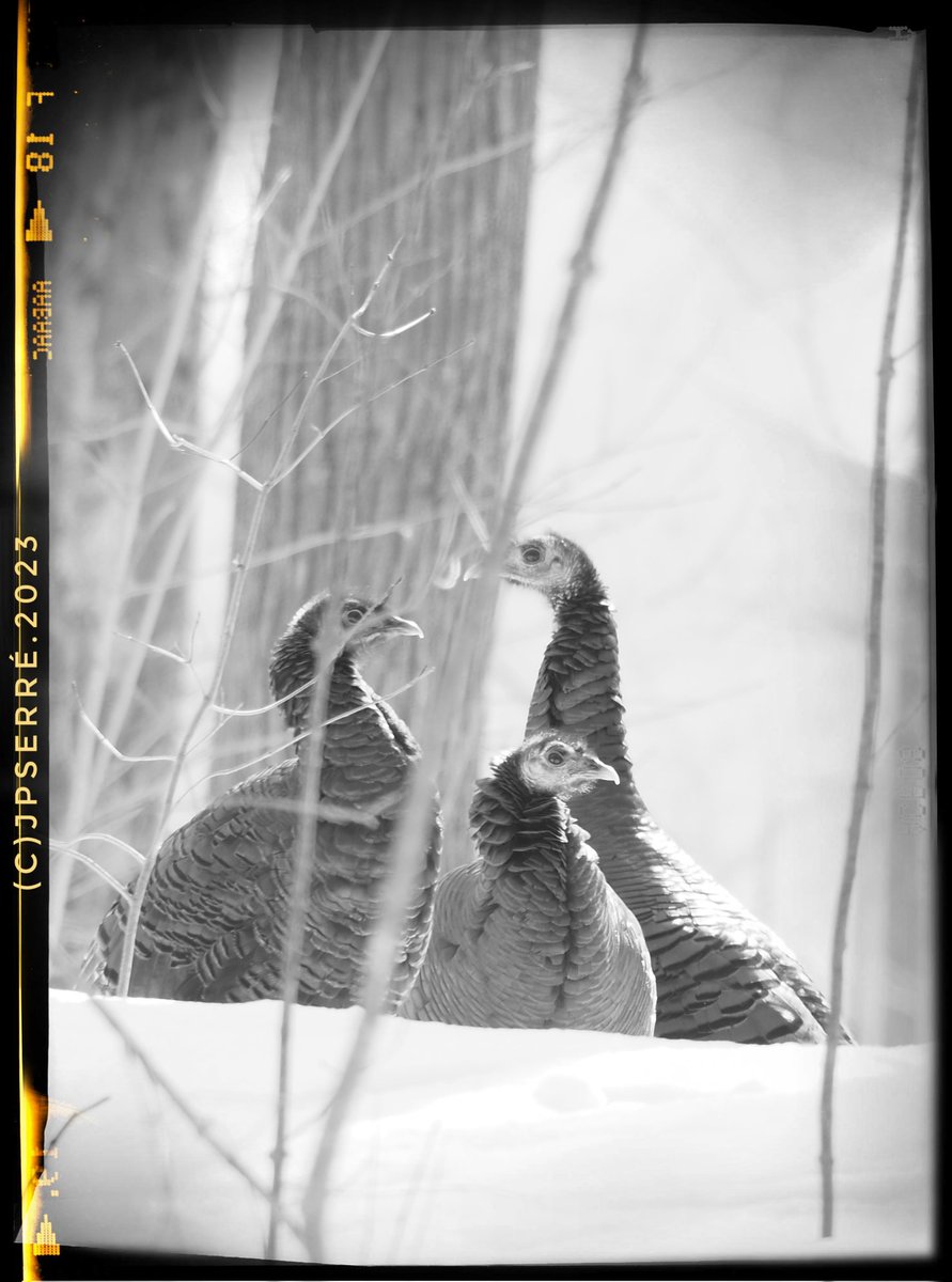 A trio of wild turkeys in FD Park Orléans ON 🇨🇦‼️