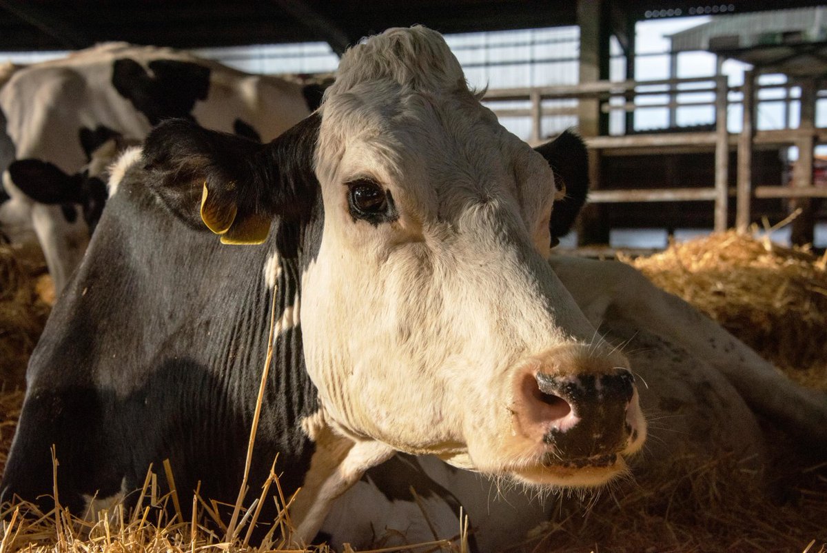 fargodocs's tweet photo. With a 96% on Rotten Tomatoes, our March film, Cow, chronicles an intimate portrait of one dairy cow's life. The film highlights the beauty and challenges cows face, and their great service to us all.

Grab tickets for this special showing → https://t.co/iqK486YY29 https://t.co/F9UDEwYILo