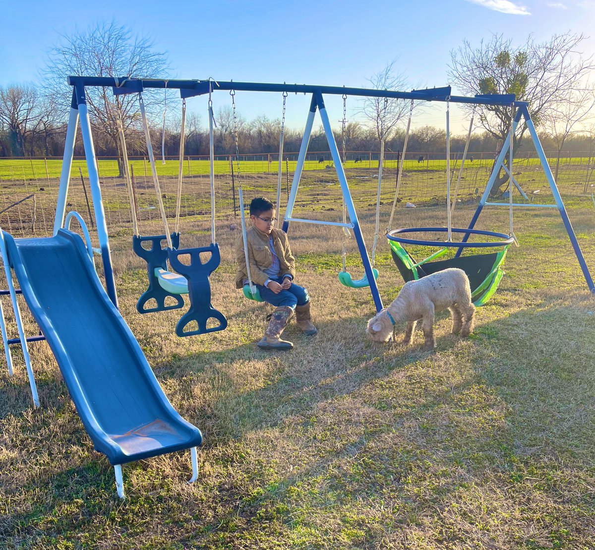 AutismNotEvery1's tweet photo. While Dayi is making holes, a boy and his lamb enjoy the weather. The dogs and alpacas are also enjoying the weather in our front lawn. How different it all looks at different angles of our yard. #SmileWithLittleD #SpringAroundTheCorner https://t.co/fSsuBnYunN