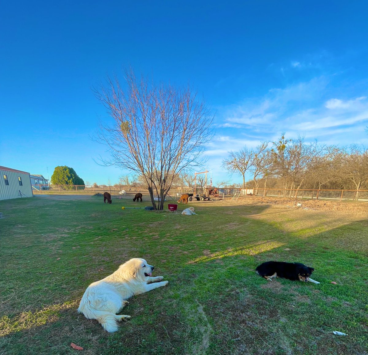 AutismNotEvery1's tweet photo. While Dayi is making holes, a boy and his lamb enjoy the weather. The dogs and alpacas are also enjoying the weather in our front lawn. How different it all looks at different angles of our yard. #SmileWithLittleD #SpringAroundTheCorner https://t.co/fSsuBnYunN