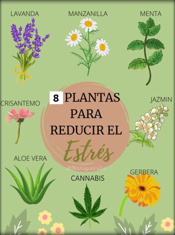 Mariguanillo tweet picture