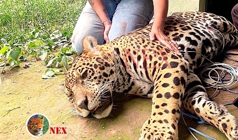 conexaoplaneta's tweet photo. Com quase 1 ano, #Apoena está mais perto de se tornar primeira #onça nascida em cativeiro a ser solta na #natureza. Em março Apoena deve ser separado da mãe e transferido para um novo recinto, onde viverá sozinho e aprenderá a caçar: https://t.co/raxZf6e1t3 https://t.co/62Tb1JzSuM