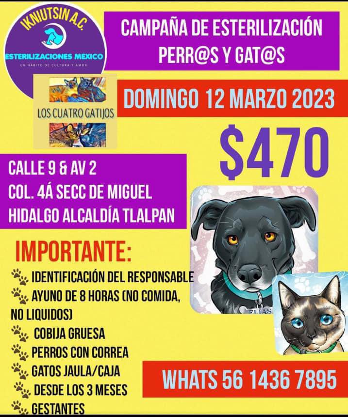 TottemAnimal's tweet photo. Campañas de esterilización a bajo costo 👇🏻 https://t.co/whEhuHzlzC