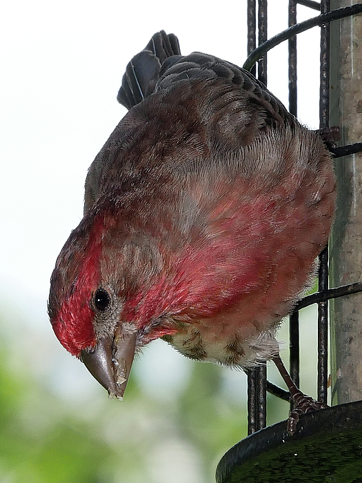 rosingleton39's tweet image. New artwork for sale! - "Male House Finch at Feeder" - fineartamerica.com/featured/male-… @fineartamerica