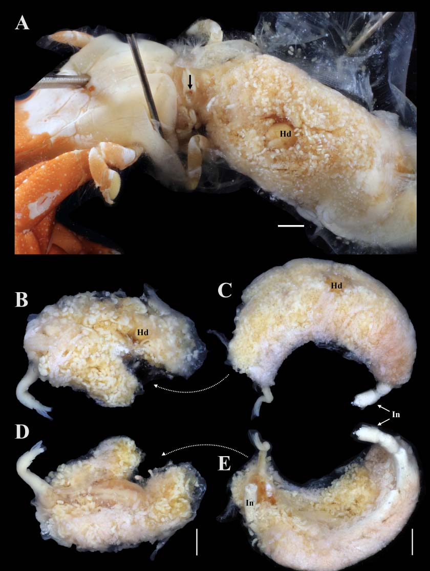 Jason Williams tweet media