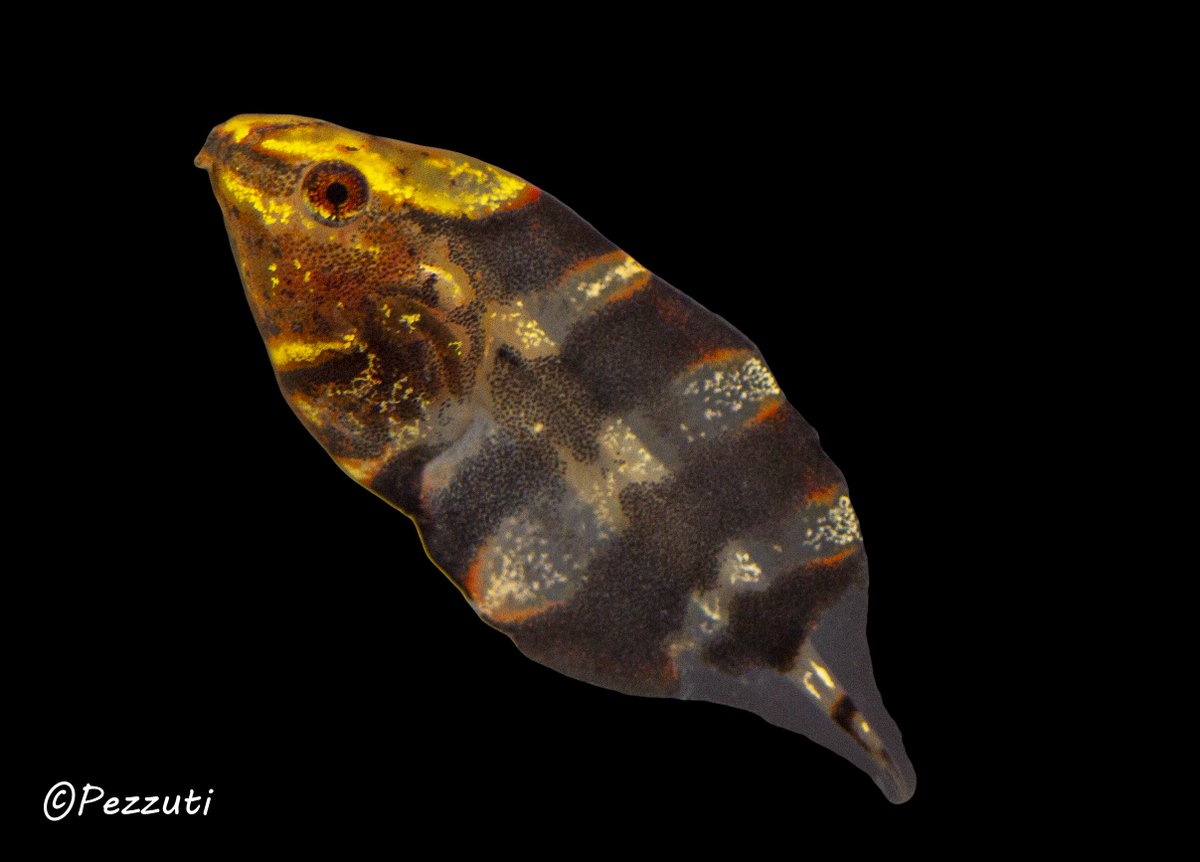 Xenohyla truncata starring among the most beautiful tadpoles
.
.
Visit our Instagram and TikTok for more photos and videos
instagram.com/brazilian_tadp…