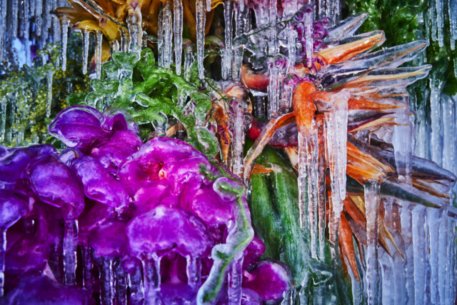 Artist Azuma Makoto creates temporary botanical sculptures made of frozen flowers.