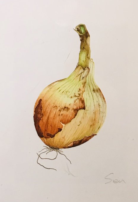 野菜を描いてみては?と言っても、なかなか描きたくなる野菜がみつからず、数ヶ月かかってようやく完成したのが、この玉ねぎ。密やかな生命感が溢れてる。 