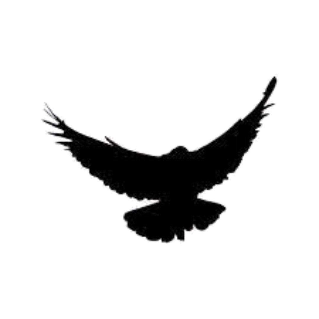 NgReach's tweet photo. Although a bird may seem like a common occurrence and meaningless. Birds are often symbolized with freedom and transcendence. This relates back to the freedom we take for granted at times. Being able to have running water, transportation or even electricity. #encouragingmondays https://t.co/ujKbyu65hn
