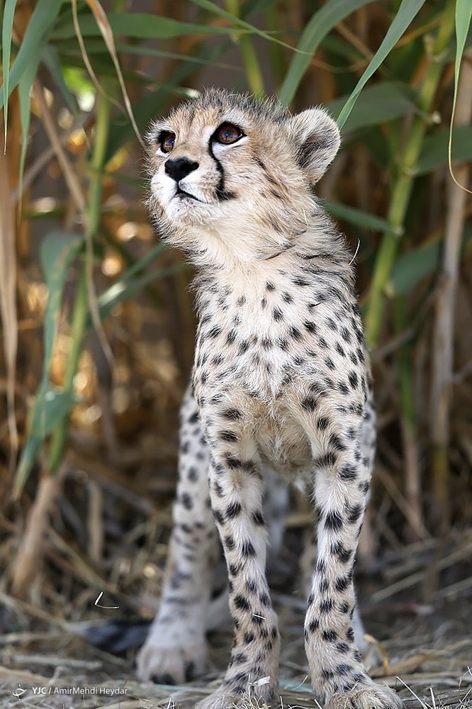 #پیروز هم به مانند سایر نمادهای ایرانی که به دلیل بی لیاقتی و بی کفایتی توسط این حکومت از بین رفتند از دست رفت.
شرم بر جمهوری کثیف اسلامی که هزینه هزاران تروریست در سرتاسر جهان را تامین می کند اما برای نمادهای ایرانی نه،چون دشمن ایران و ایرانی و هر چه نشانی از ایران باشد است.