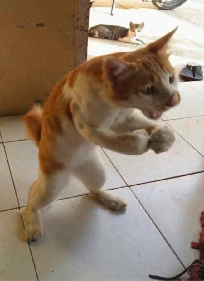 thecoochiedog's tweet photo. Nah lil bro tryna put up a fight. https://t.co/XNIhElDA6B