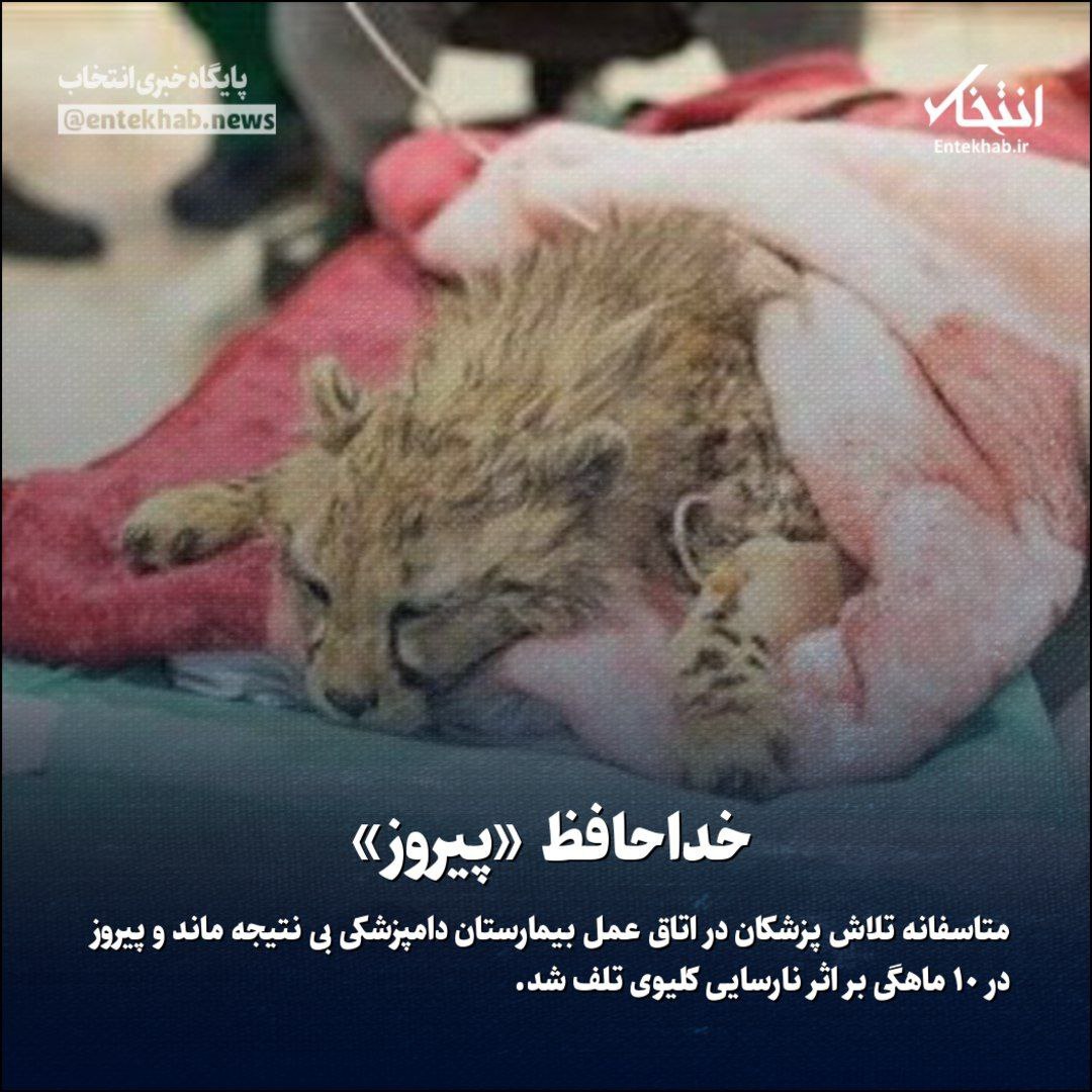 Sayeh_Homa's tweet photo. پیروز نماد محیط زیست و زندگی‌ ایرانی درگذشت. سقوط نمادها در ایران ادامه دارد. محیط زیست ایران برای عدم تخصص، لابی گری، باند بازی هزینه میشود.
#پیروز 
#یوزپلنگ 
#محیط_زیست https://t.co/tlulb0vpvt