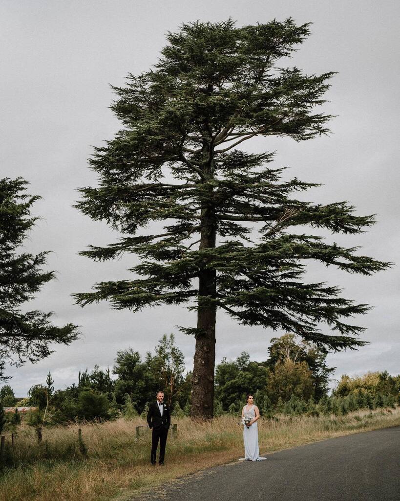 MichaelSchultzP's tweet photo. Another image from Briar ( @canwe_fixit ) and Callum’s wedding. This is a random tree on the road that isn’t near the venues particularly but I am a sucker for nature’s grandeur. Not all natural grandeur of course, Gabrielle can pack her bags and head ho… https://t.co/DMOZfkQU3g https://t.co/BraaVGRFgC