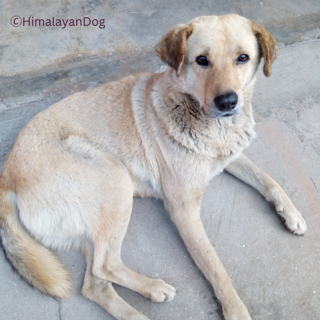 先輩犬さんはククルティハールの時のチャンピョンさんかな?似てる。