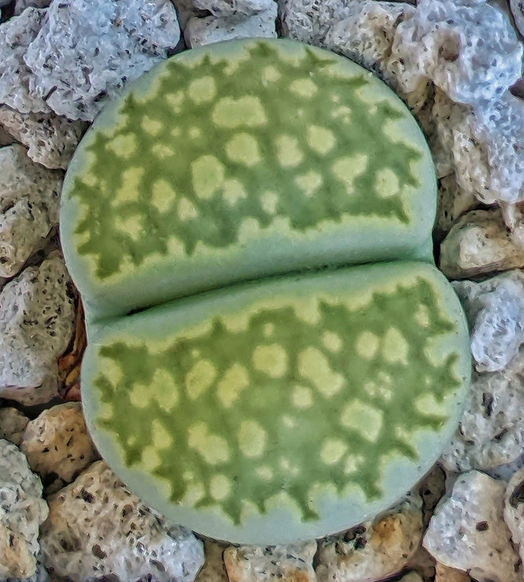 SamOhuGon's tweet photo. There are about 40 species of Lithops recognized. Which one is this? ;) https://t.co/ChDPKkiYQq