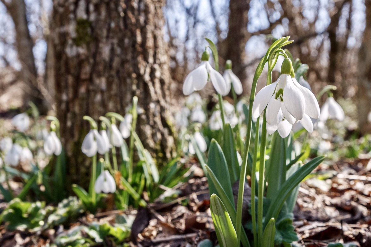 “February comes when we are sick of winter. Wishing to do her best, she ventures her spring costume: crocus, primrose and daffodil days. Ah no! We know March is to come with its frosts, a plunge back into the winter which poor February tried to flatter us was over.”~A.A.Milne