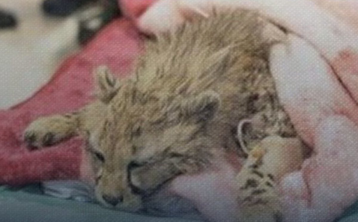 Sima Sabet | سیما ثابت tweet media