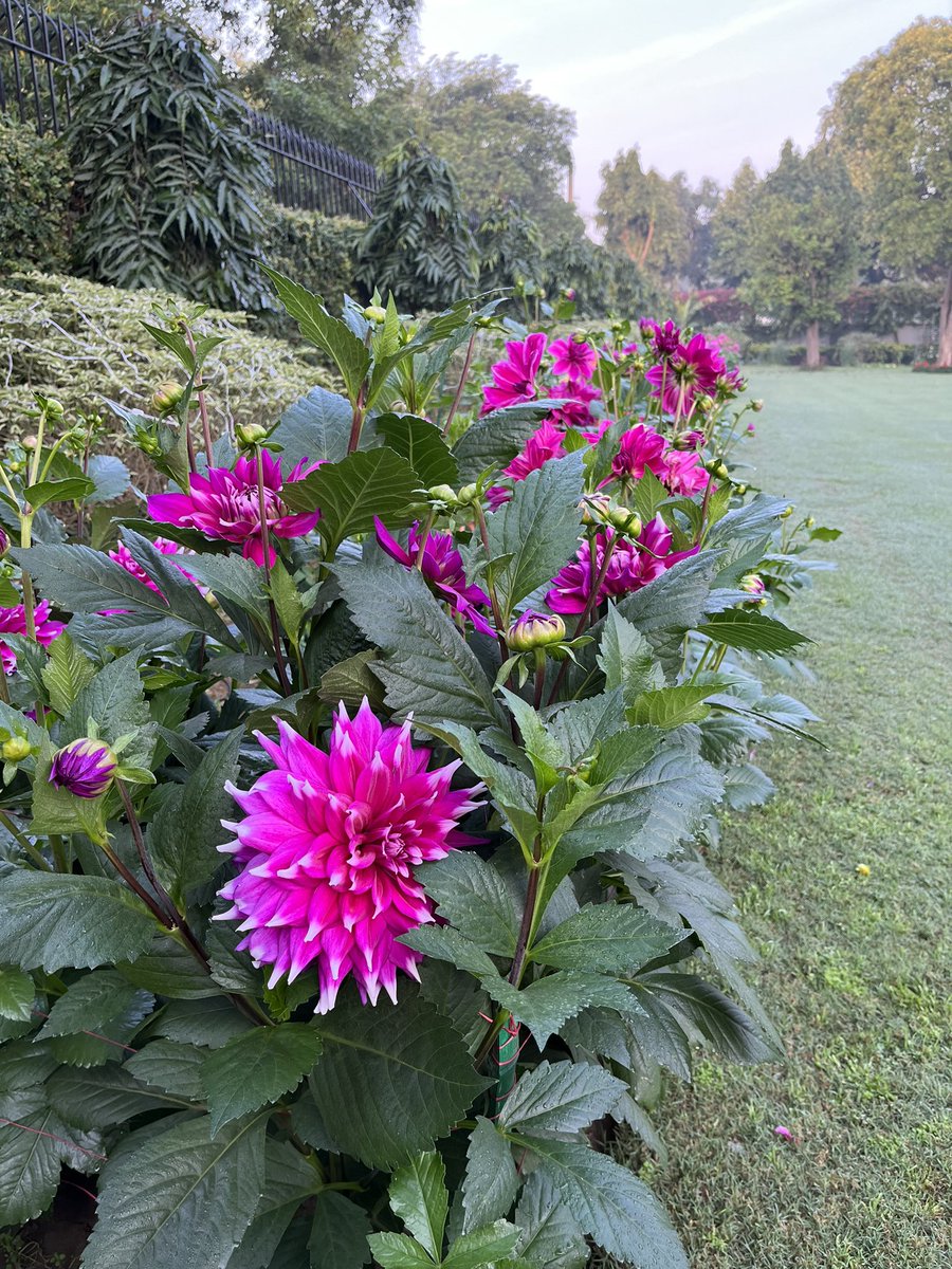 BottheimM's tweet photo. Good morning from #Delhi where these gorgeous #Dahlias are blooming 🌸 🌺 @tourism_delhi @incredibleindia #dttdc #DelhiTourism #sodelhi #DekhoMeriDilli https://t.co/W9kMWt2igd