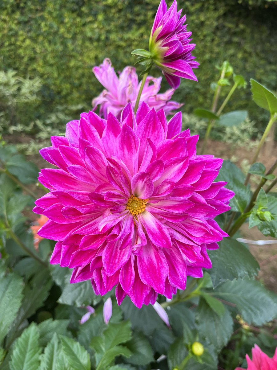 BottheimM's tweet photo. Good morning from #Delhi where these gorgeous #Dahlias are blooming 🌸 🌺 @tourism_delhi @incredibleindia #dttdc #DelhiTourism #sodelhi #DekhoMeriDilli https://t.co/W9kMWt2igd