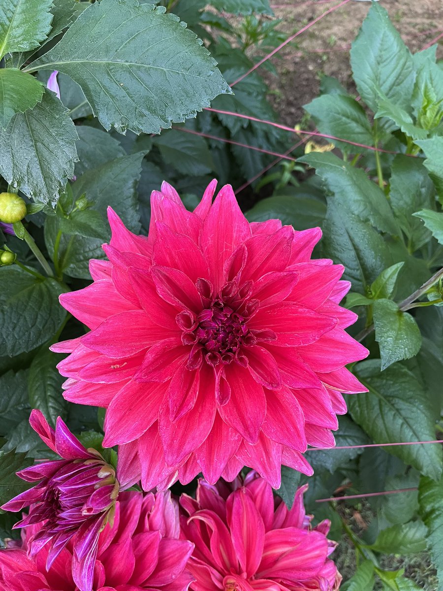 BottheimM's tweet photo. Good morning from #Delhi where these gorgeous #Dahlias are blooming 🌸 🌺 @tourism_delhi @incredibleindia #dttdc #DelhiTourism #sodelhi #DekhoMeriDilli https://t.co/W9kMWt2igd