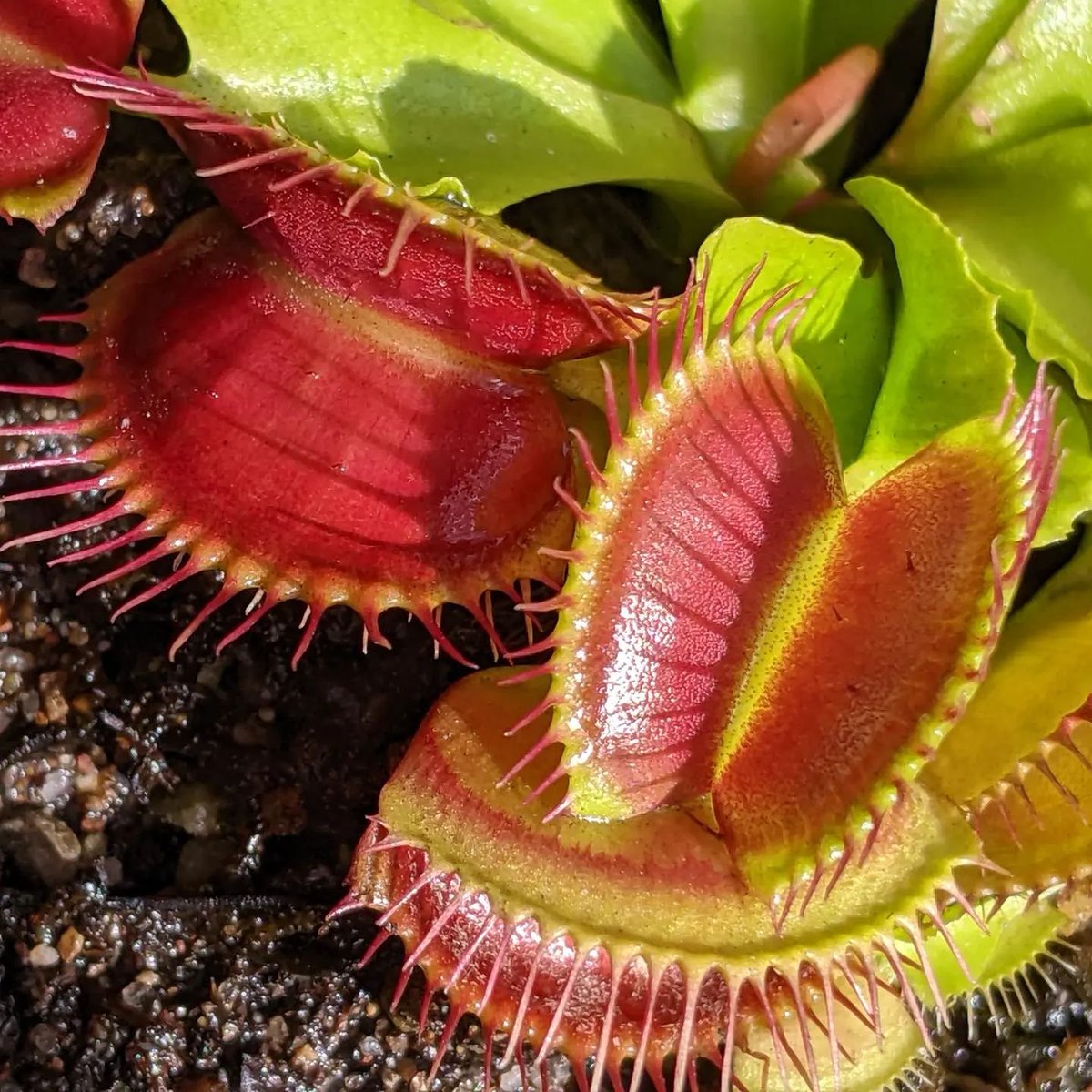 SamOhuGon's tweet photo. I also have a fascination with carnivorous plants, such as Venus Flytraps. When I give them a lot of sun, they develop bright color. https://t.co/VDt2mXwApP