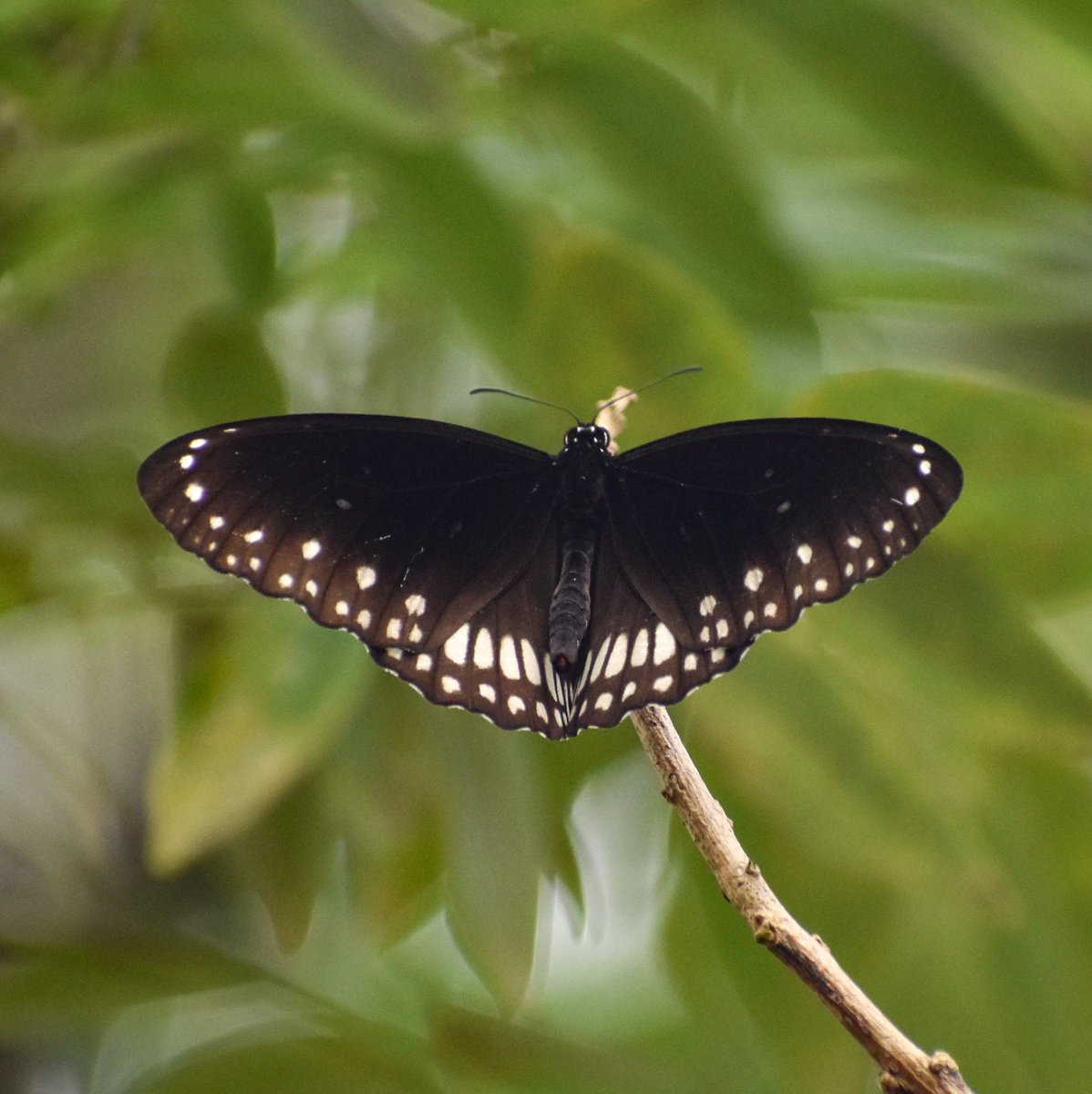 vivrefotos's tweet image. Ek titli..ek aur titli..
#TitliTuesday 
#IndiAves 
#PhotoTwitter