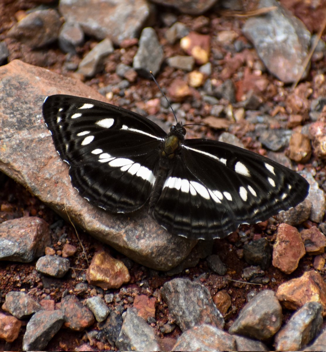 vivrefotos's tweet image. Ek titli..ek aur titli..
#TitliTuesday 
#IndiAves 
#PhotoTwitter