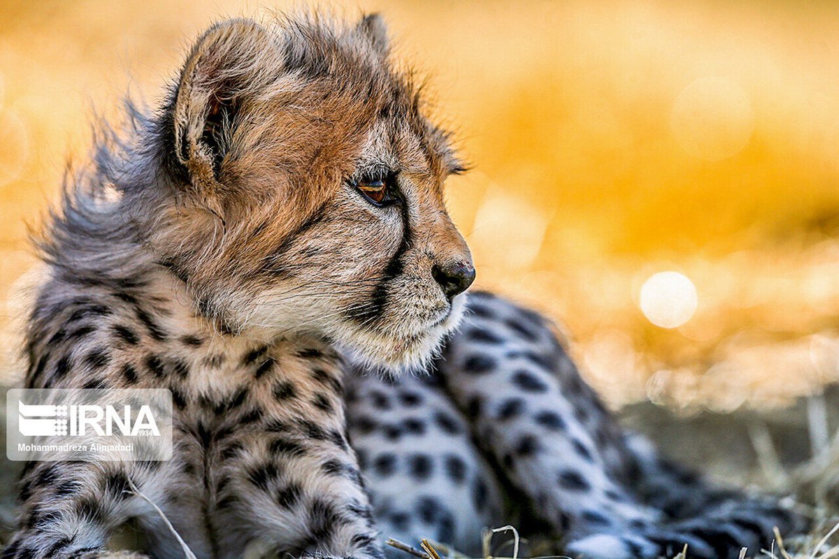 ilda_hairlaser's tweet photo. Iran's #Pirouz, #Iranian_cheetah cub died due to kidney failure
https://t.co/LNqlYAuOEL
#environnement 
#iran_environment
#cheetah 
https://t.co/LNqlYAuOEL https://t.co/CnbI4MclLK