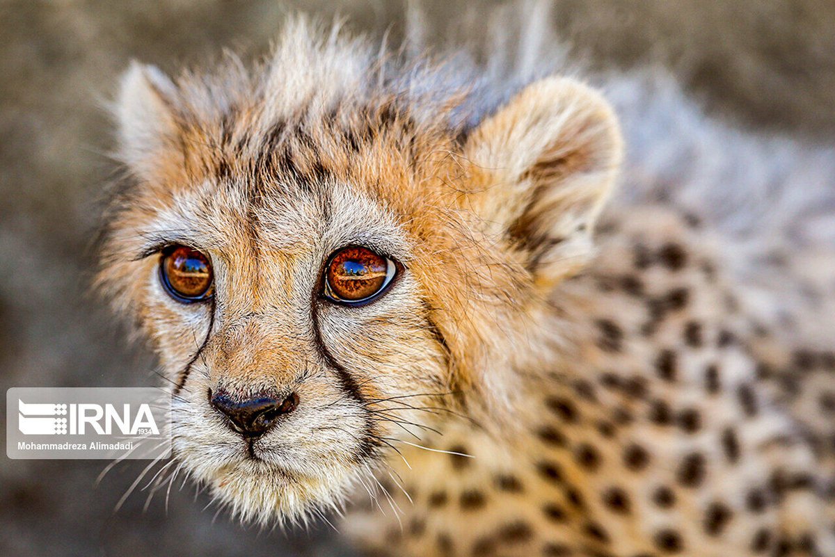 ilda_hairlaser's tweet photo. Iran's #Pirouz, #Iranian_cheetah cub died due to kidney failure
https://t.co/LNqlYAuOEL
#environnement 
#iran_environment
#cheetah 
https://t.co/LNqlYAuOEL https://t.co/CnbI4MclLK