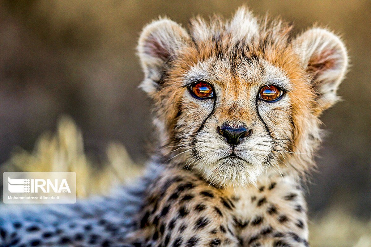 ilda_hairlaser's tweet photo. Iran's #Pirouz, #Iranian_cheetah cub died due to kidney failure
https://t.co/LNqlYAuOEL
#environnement 
#iran_environment
#cheetah 
https://t.co/LNqlYAuOEL https://t.co/CnbI4MclLK