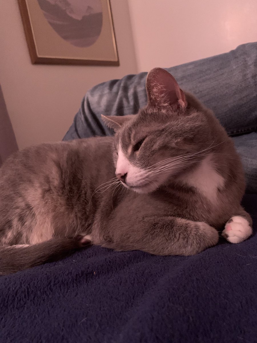 YoJosherino tweet media