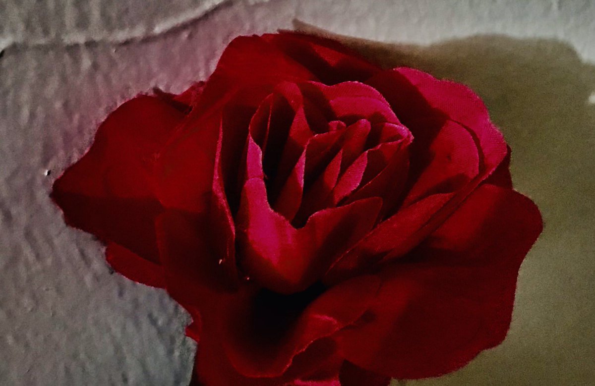 You’re like that rose: beautiful. https://t.co/9sbrBalgMB