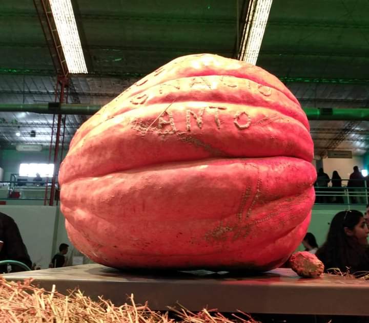 MuestraAgrop's tweet photo. #MuestraAgropecuaria : 
Peso del  #zapallo 
El productor que presente el zapallo más pesado, tendrá su premio en combustible como reconocimiento a su producción.
📆 17, 18 y 19 de marzo
📌Gimnasio Municipal de #Gaiman

#UnLugarDeEncuentro  #virch #concursos https://t.co/l8qVqhqval