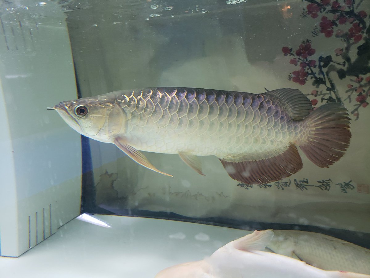 うーろんとぶーたん
 #アロワナ
 #アルシル
 #過背金龍
 #アクアリウム
 #大型魚
 #古代魚