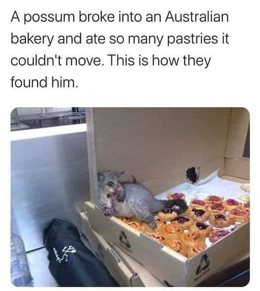 pythontwoseven's tweet image. maybe i&apos;m a possum?