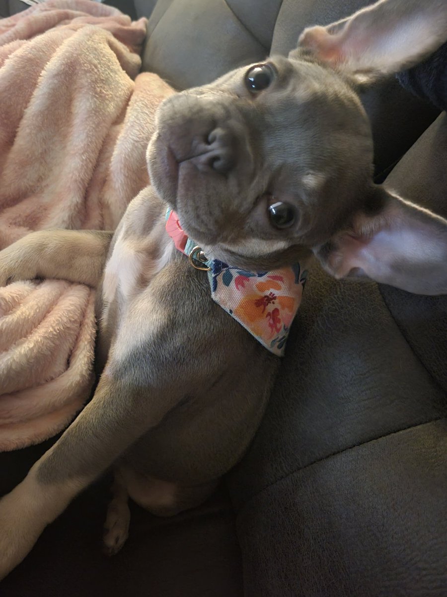 DDestiny17's tweet photo. #Lila #frenchielife https://t.co/w4XjUMXE3M